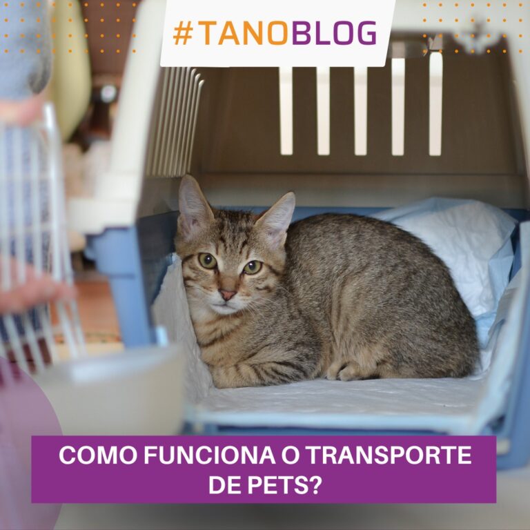 Como funciona o transporte de pets?